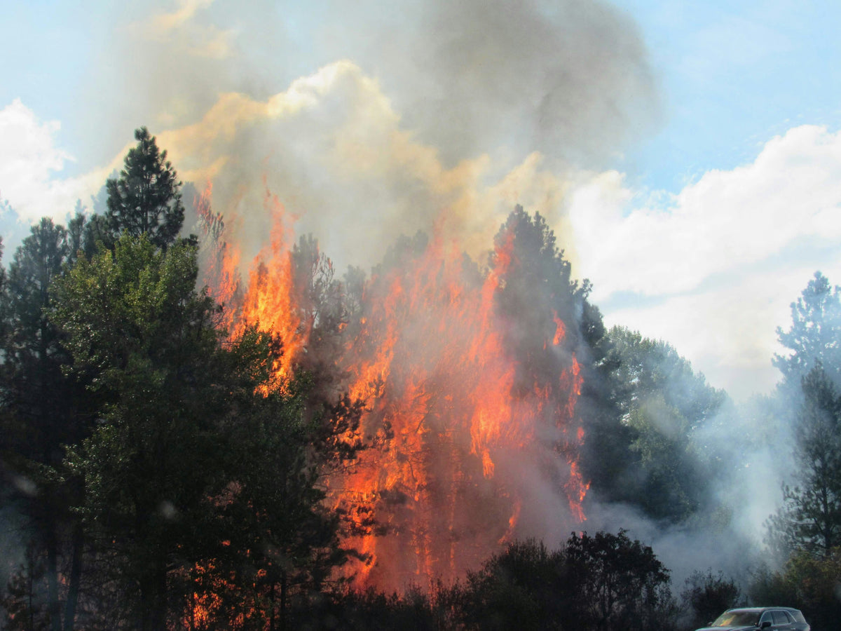 forest fire