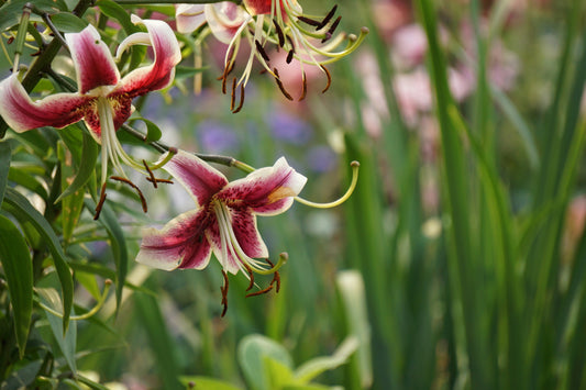 Close-up of pink and white lilies blooming in a garden.