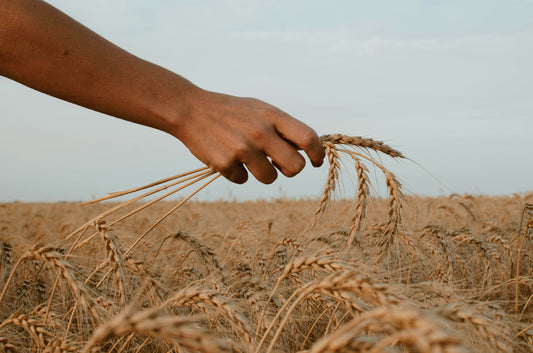 hand holding wheat stalks